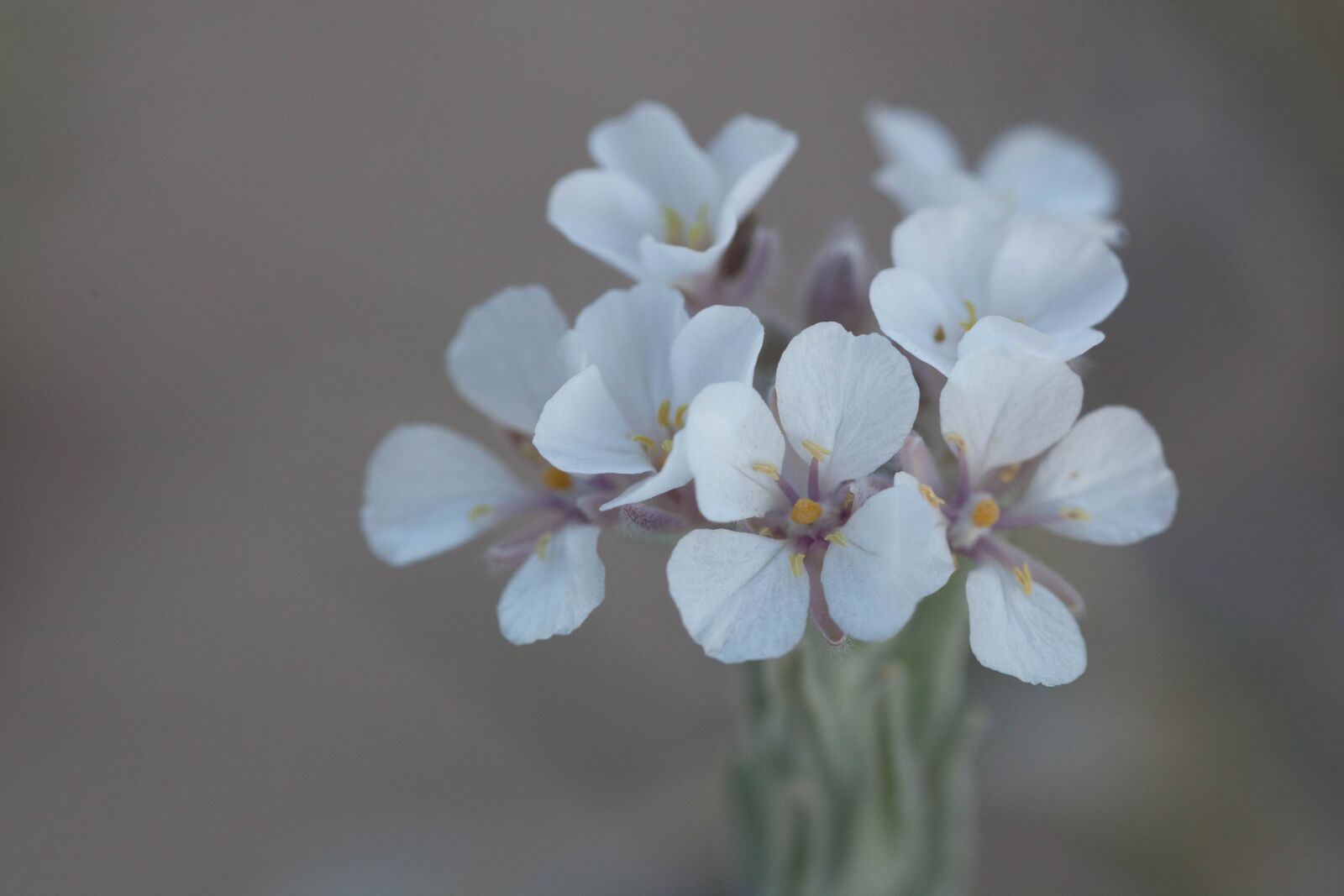 Canon EOS 5D Mark II sample photo. Spectacle, pod, mustard, flower photography