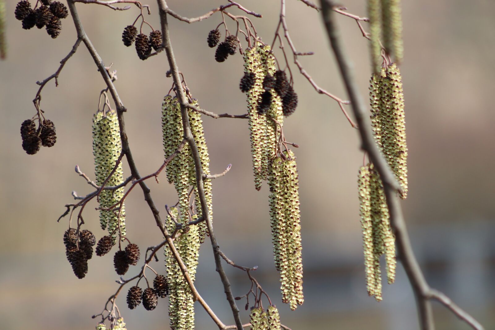 Canon EOS 800D (EOS Rebel T7i / EOS Kiss X9i) sample photo. Black alder, kitten, tree photography