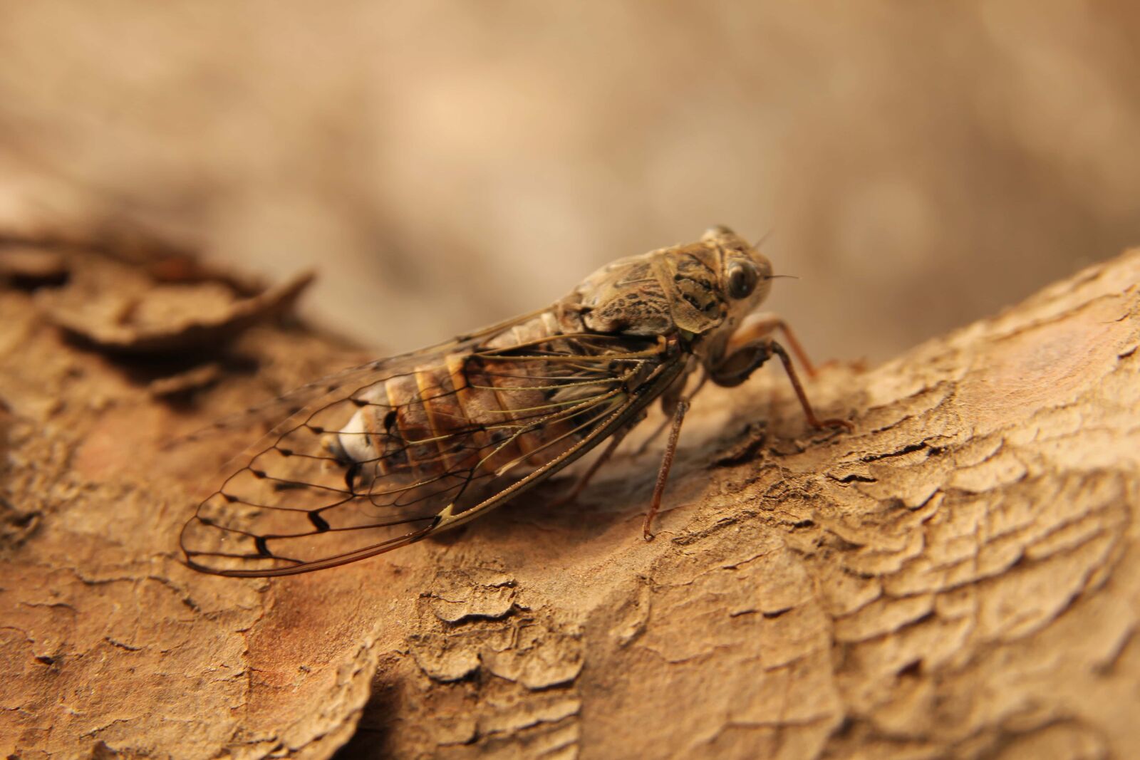 Sigma 17-70mm F2.8-4 DC Macro OS HSM sample photo. Moth, body, close-up, arthropod photography