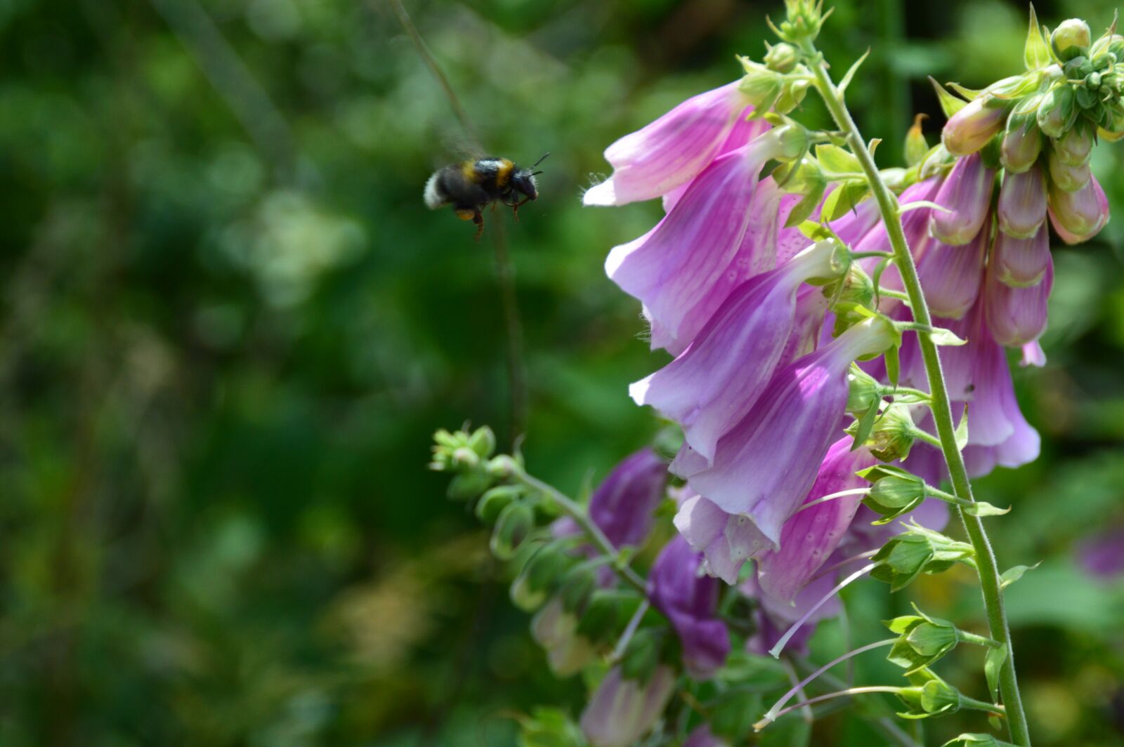 Nikon D3200 sample photo. Nature, flower, insect photography