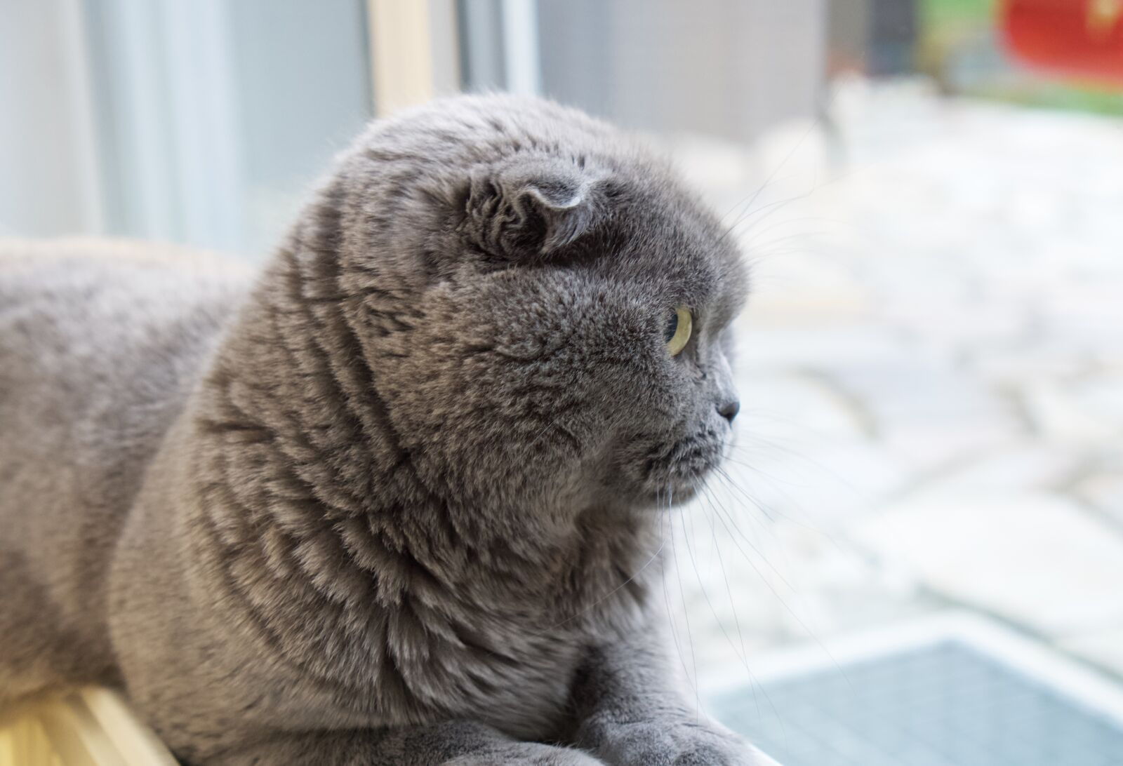 Sony a6000 + Sony E 35mm F1.8 OSS sample photo. Cat, pets, pet photography
