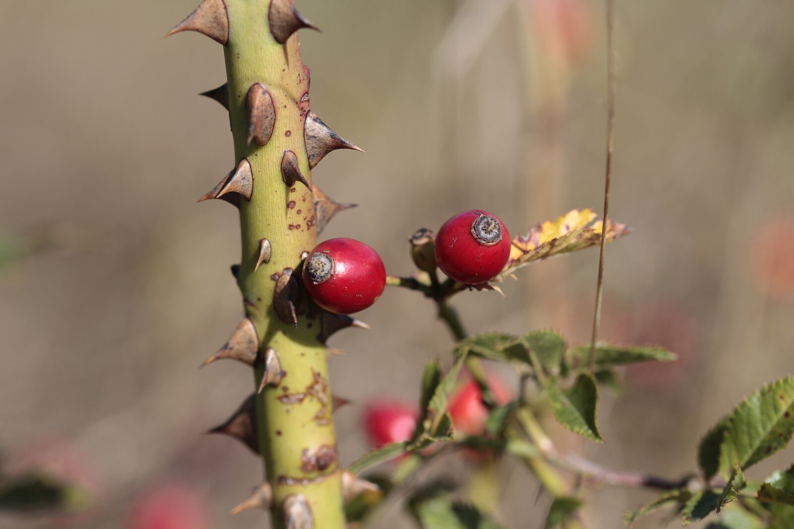 Canon EOS 700D (EOS Rebel T5i / EOS Kiss X7i) sample photo. Fruit, thorns, nature photography