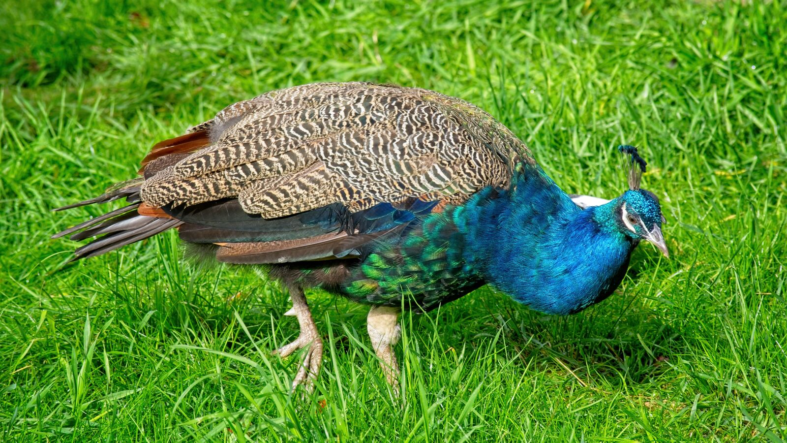 Nikon D7100 sample photo. Peacock, blue peacock, feather photography