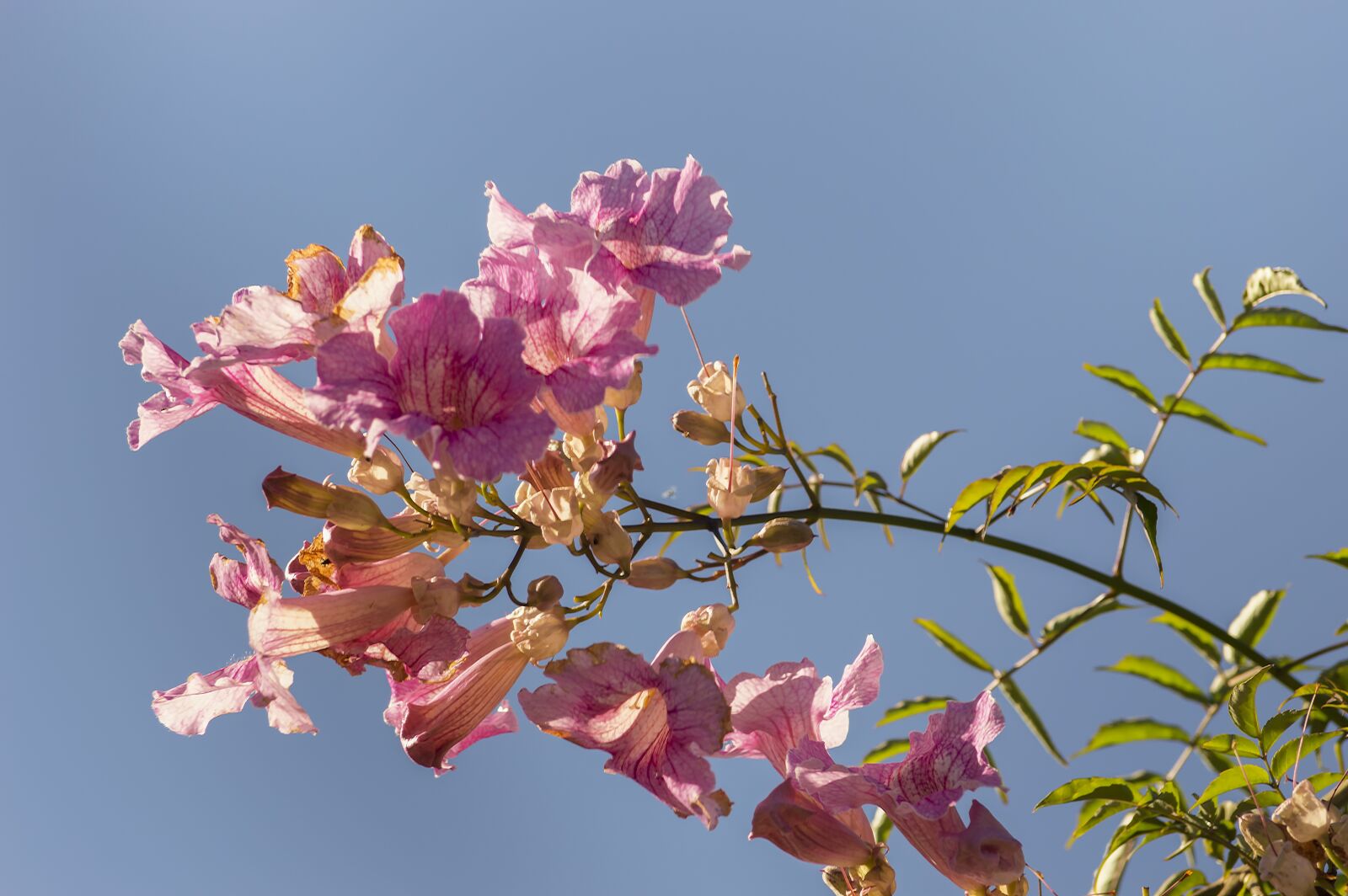 Nikon D3200 sample photo. Flowers, vine, bignonia pink photography