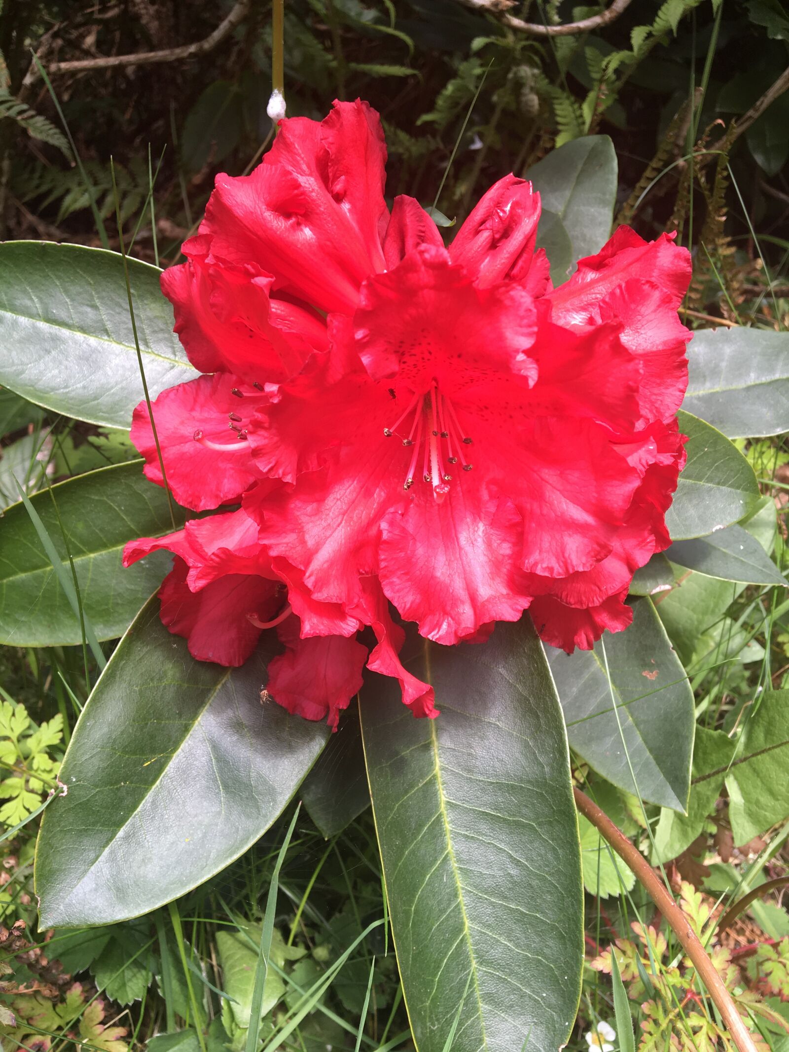 Apple iPhone 6s sample photo. Red, flower, azalea photography