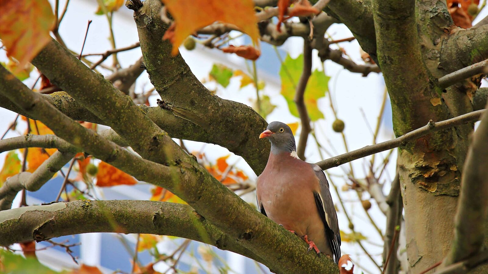 Canon EOS 550D (EOS Rebel T2i / EOS Kiss X4) sample photo. Pigeon, wildlife, tree, nature photography