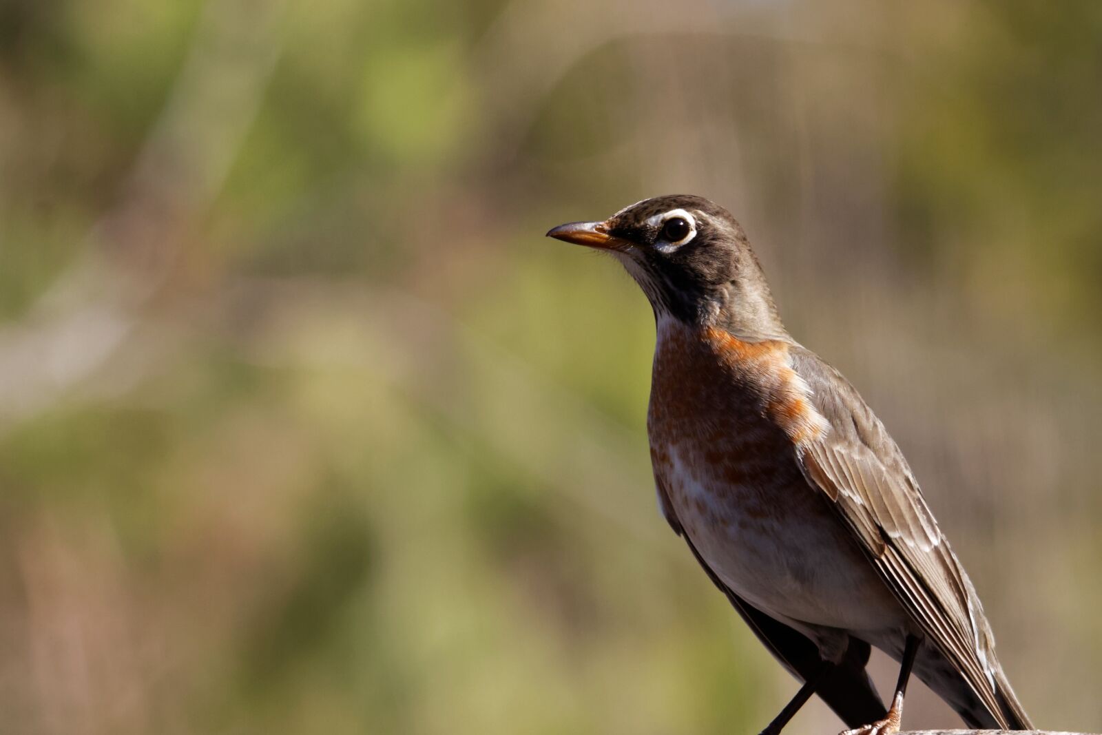 Canon EOS 70D sample photo. Robin, juvenile, bird photography