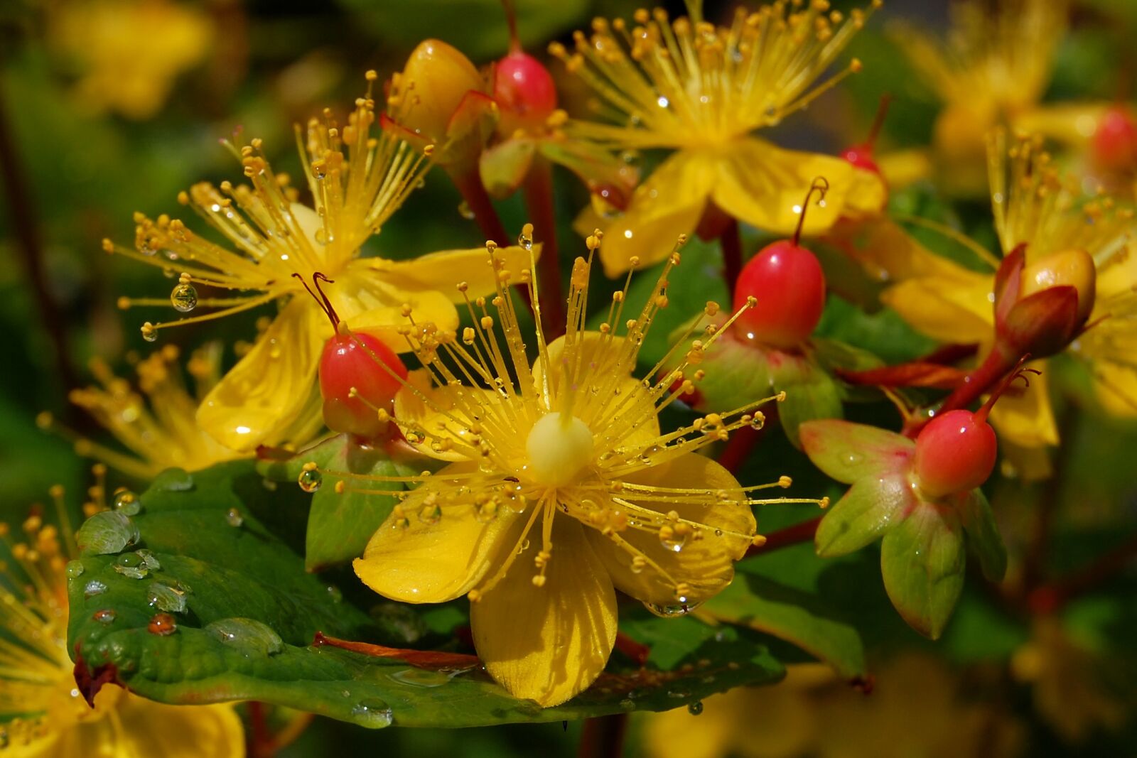 Nikon D40 sample photo. Japan, natural, plant photography