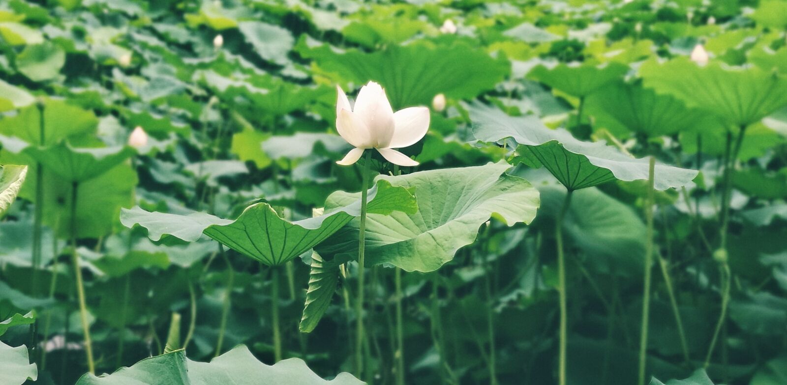 HUAWEI P9 sample photo. Summer, lotus, green photography