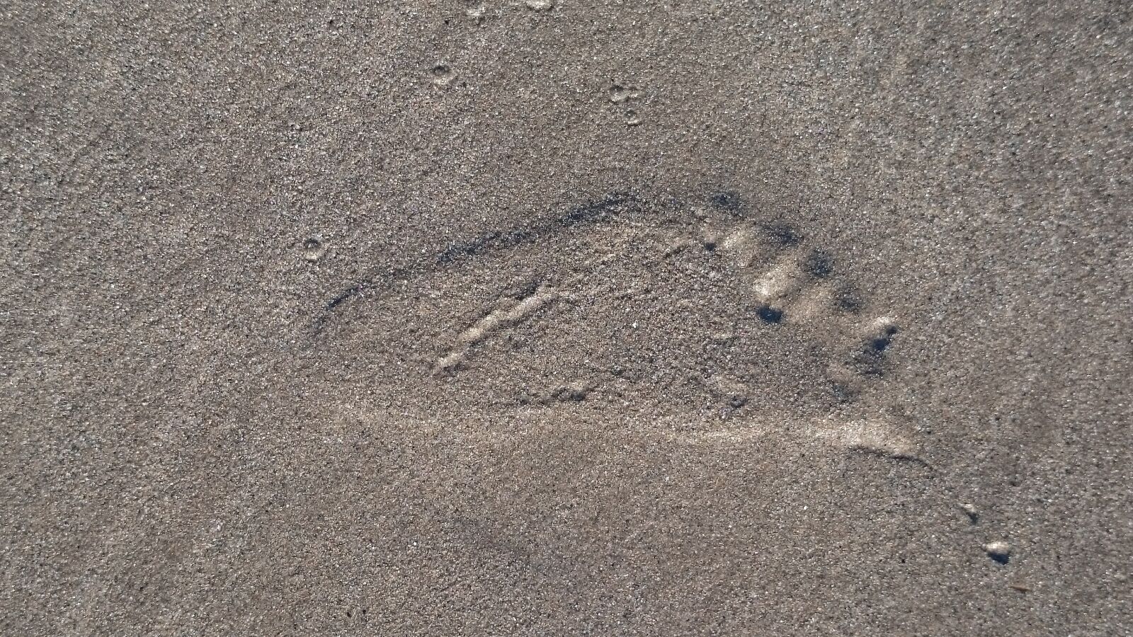 Sony Xperia Z1 sample photo. Footprint, beach, foot photography