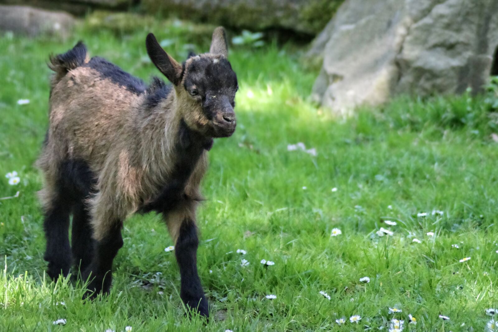 Canon EOS 600D (Rebel EOS T3i / EOS Kiss X5) sample photo. Goat, kid, mountain goat photography