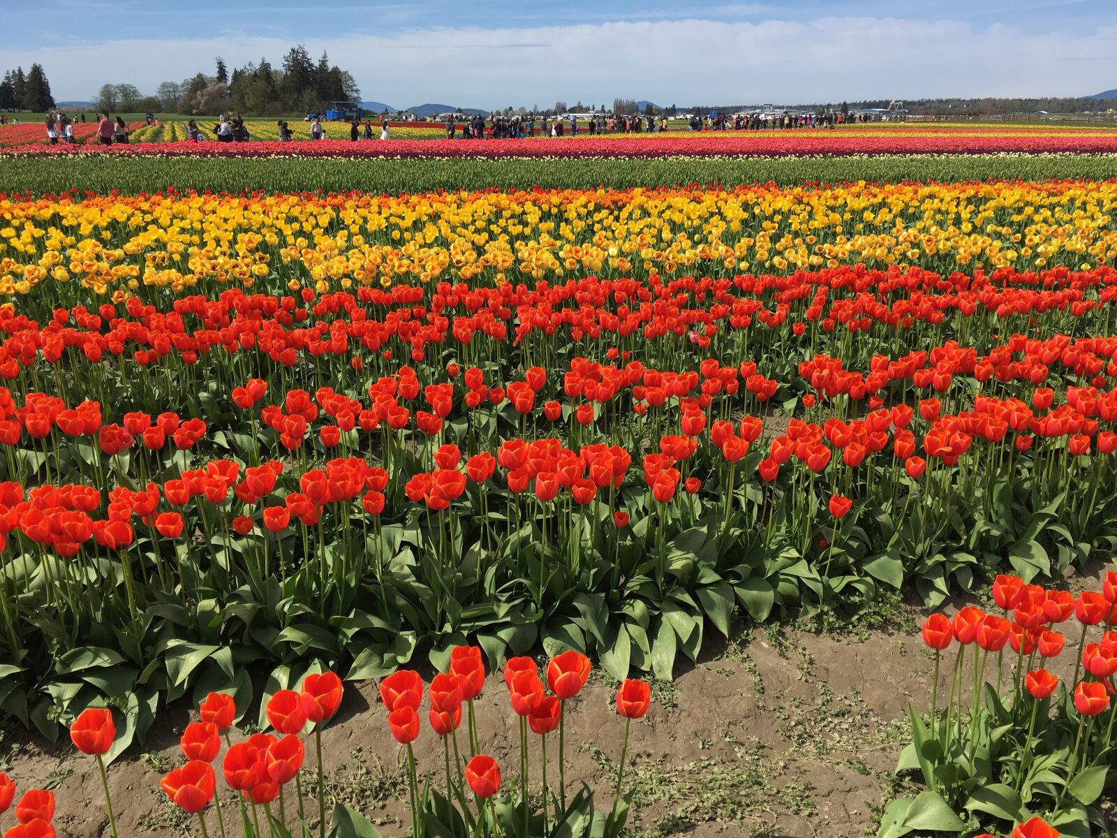 Apple iPhone 6s sample photo. Red, yellow, tulips photography