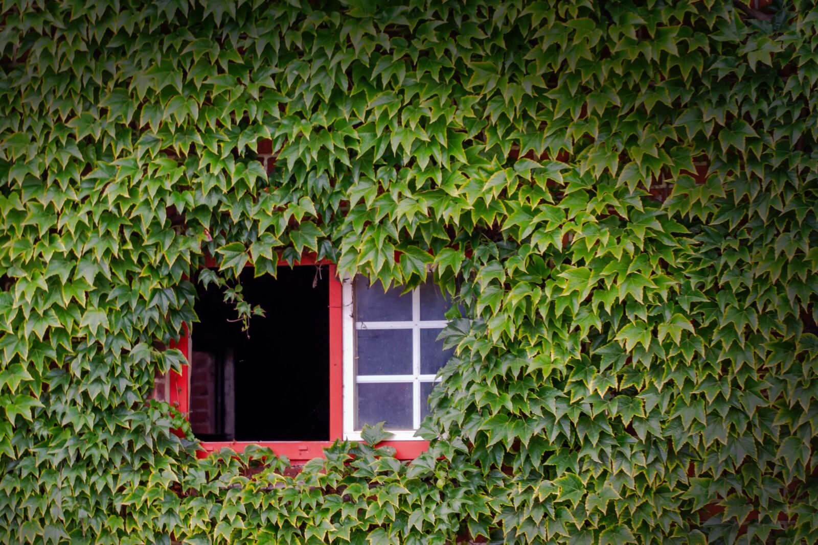 Canon EOS 7D sample photo. Window, green, window frames photography