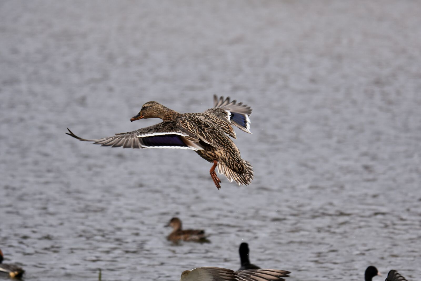 Nikon D7200 sample photo. Animal, lake, bird photography