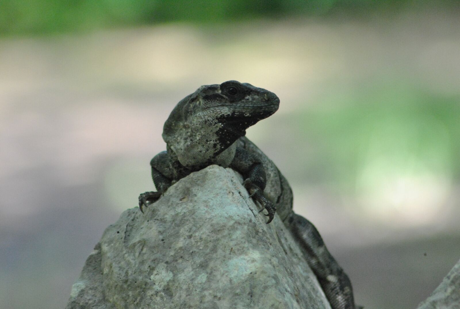 Nikon D3000 sample photo. Iguana, wild, lizard photography