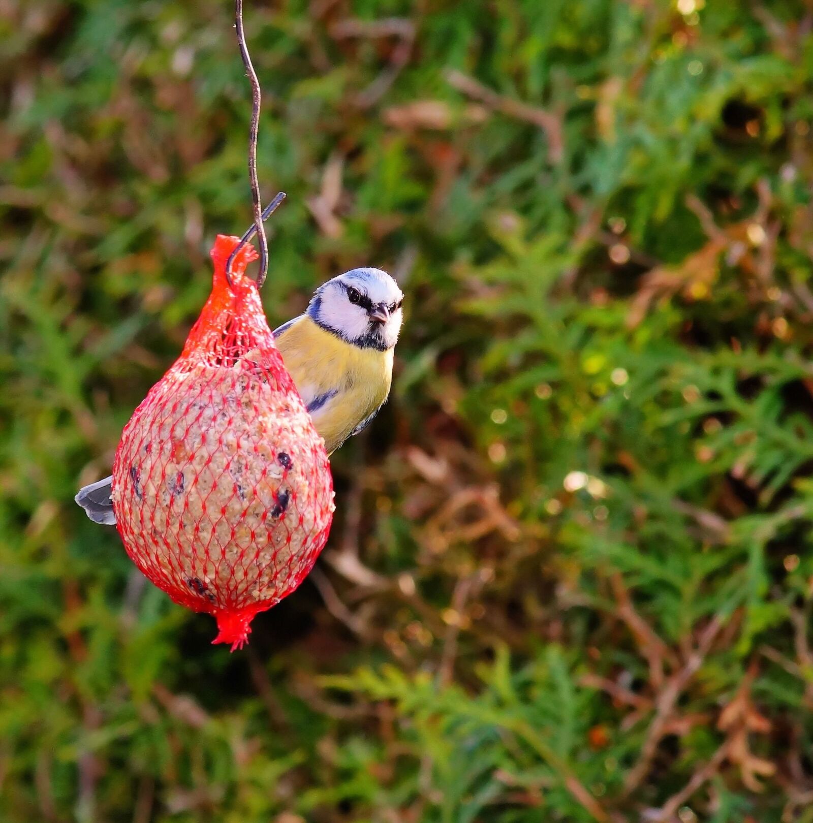 Sony SLT-A58 sample photo. Tit, bird, eat photography