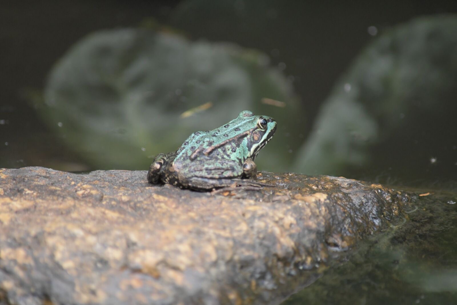 Nikon D500 sample photo. Frog, pond, stone photography