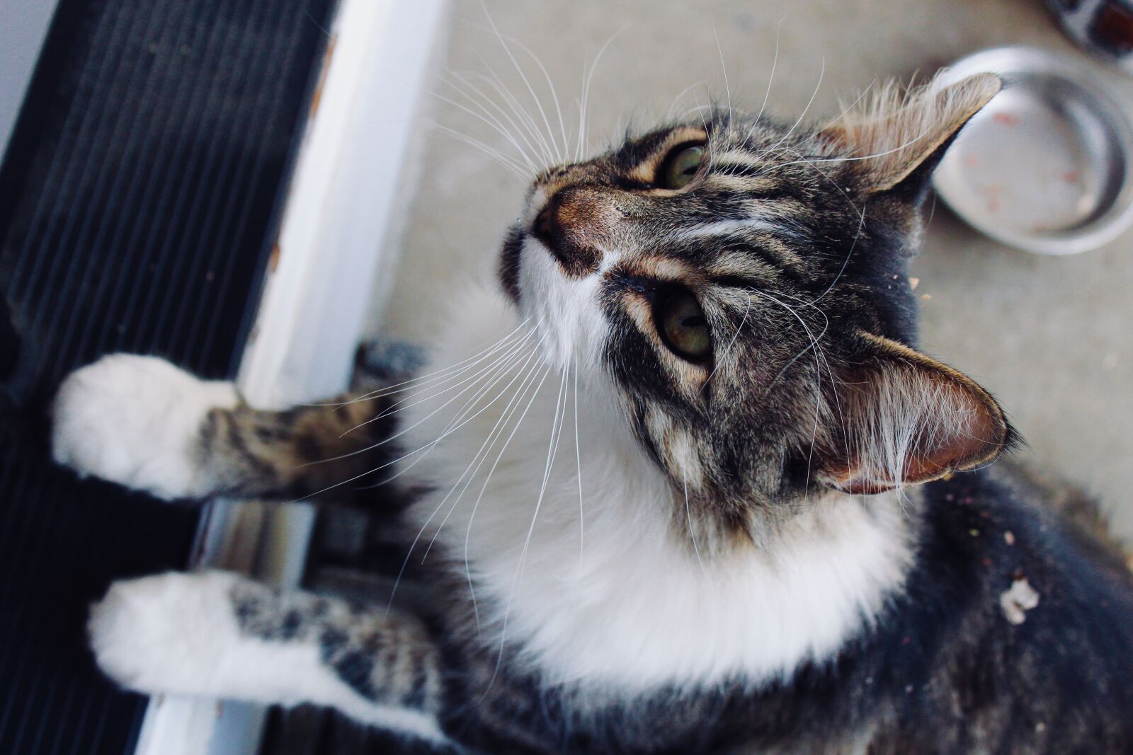 Canon EOS 1300D (EOS Rebel T6 / EOS Kiss X80) sample photo. Animal, mammal, fur photography