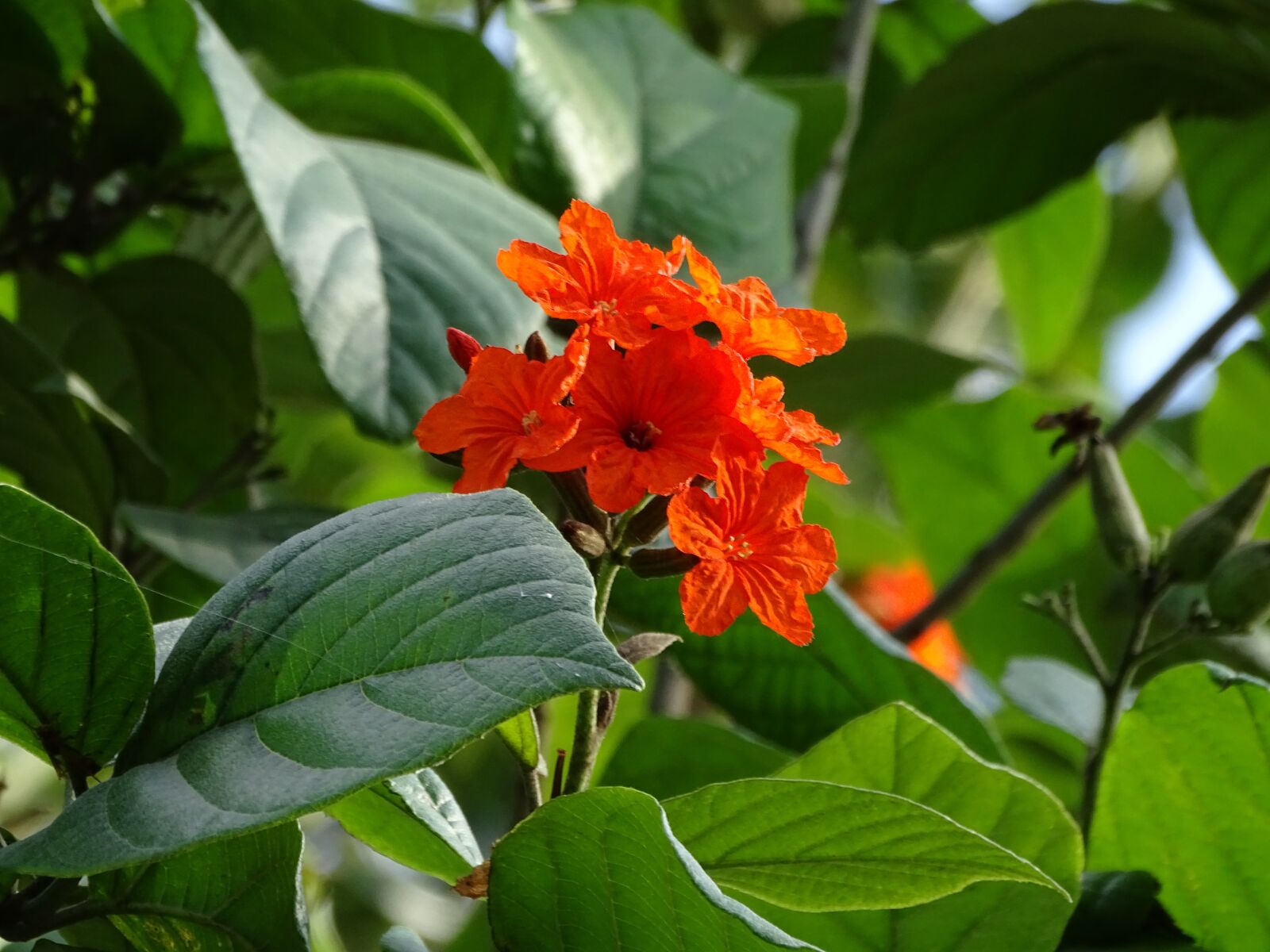 Sony Cyber-shot DSC-HX400V sample photo. Flowers, nature, beautiful photography