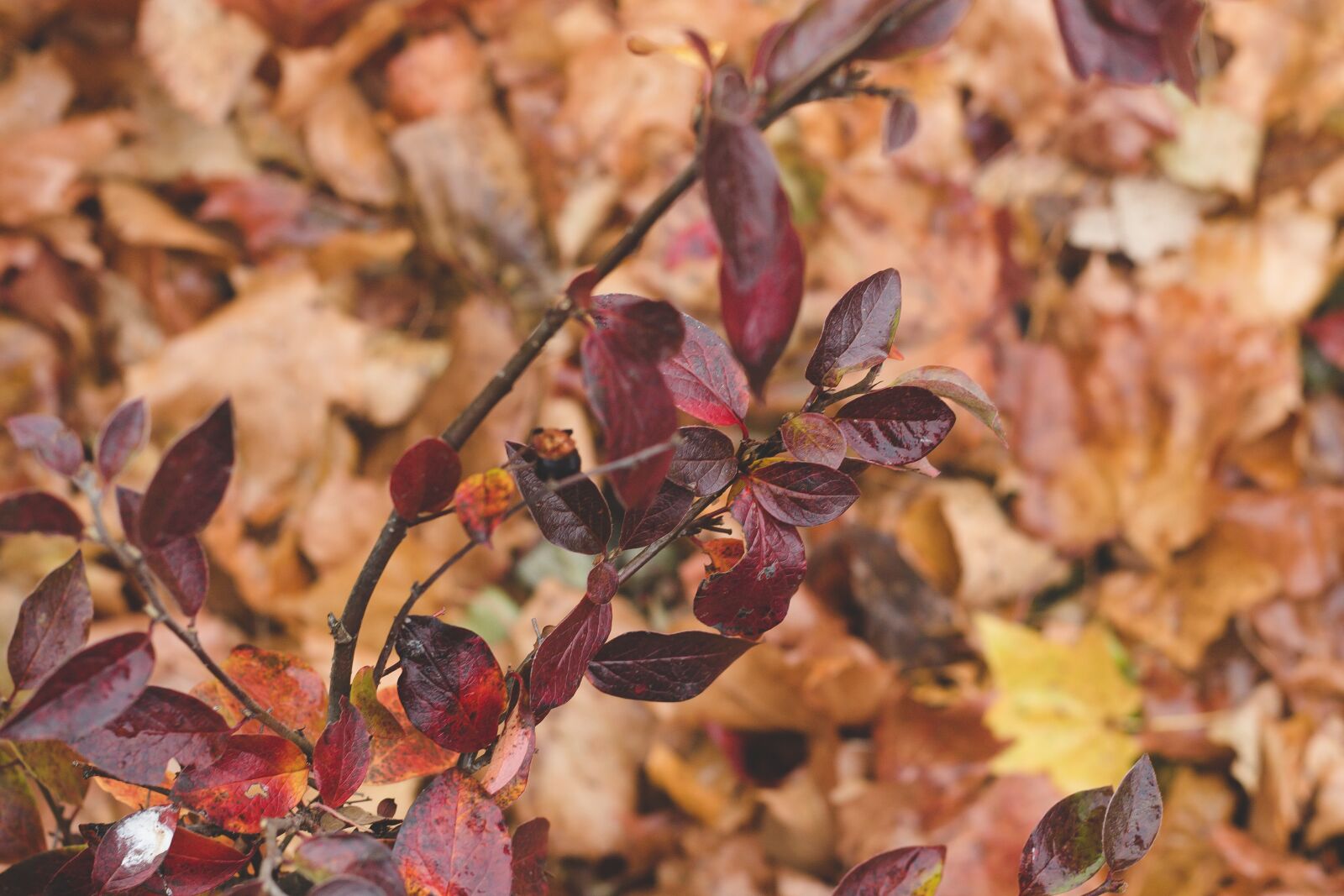 Canon EOS 700D (EOS Rebel T5i / EOS Kiss X7i) + Canon EF 50mm F1.8 STM sample photo. Red, leaves, branch photography