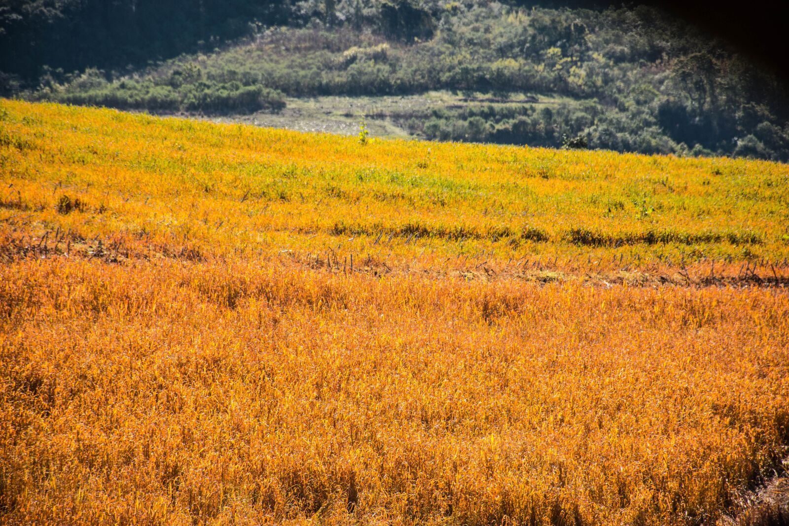 Nikon D7200 sample photo. Green, field, grass photography