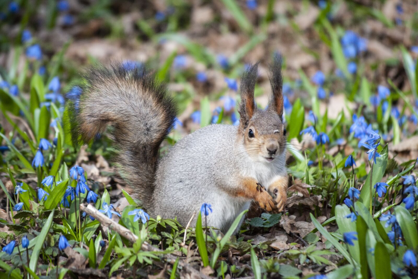 Nikon D3000 sample photo. Squirrel, naughty, cute photography