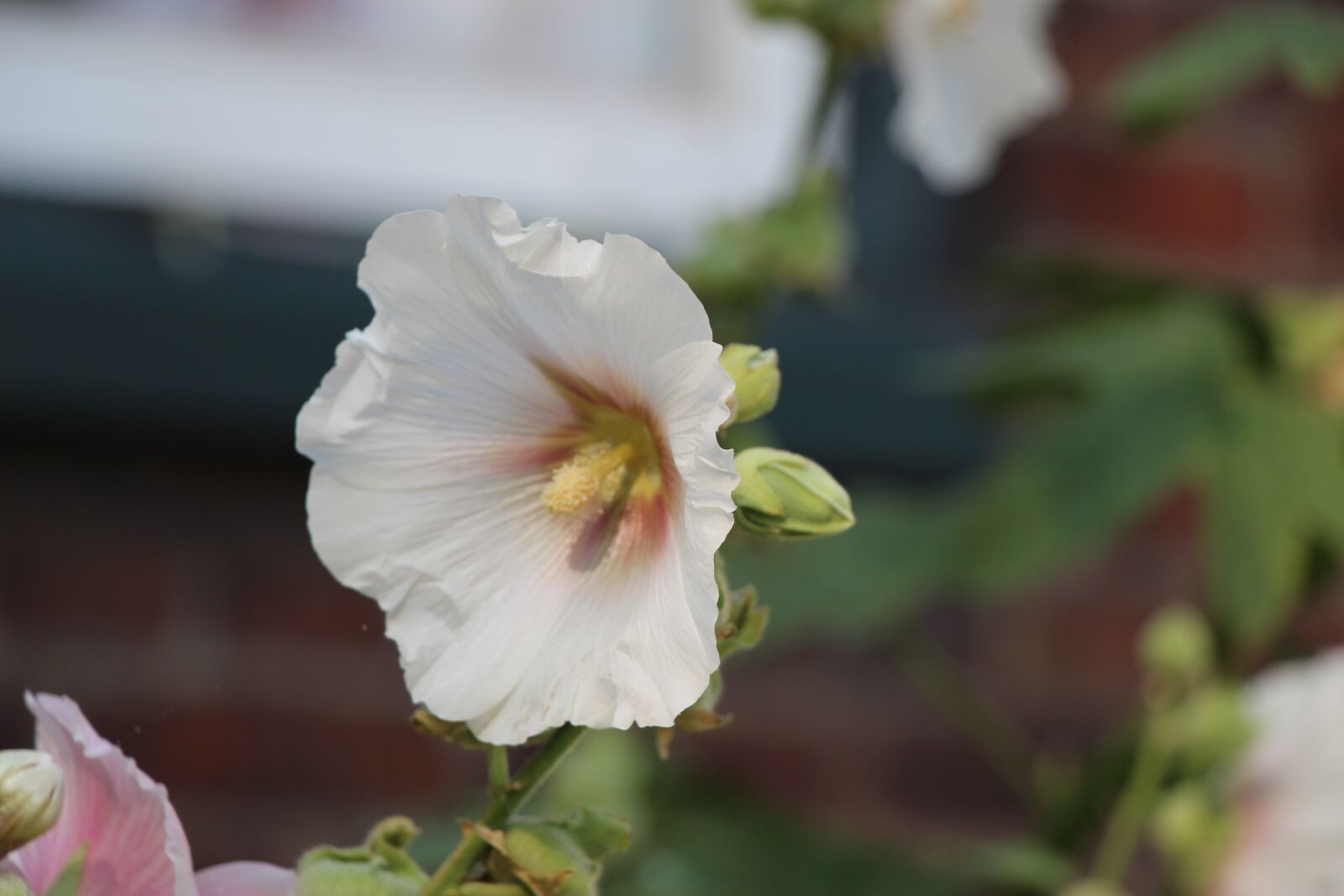 Canon EOS 650D (EOS Rebel T4i / EOS Kiss X6i) sample photo. Stock rose, flower, close photography