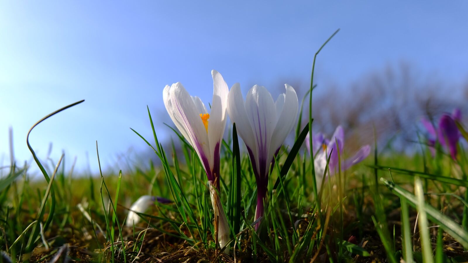 Fujifilm X-A2 + Fujifilm XC 16-50mm F3.5-5.6 OIS II sample photo. Nature, lawn, flower photography