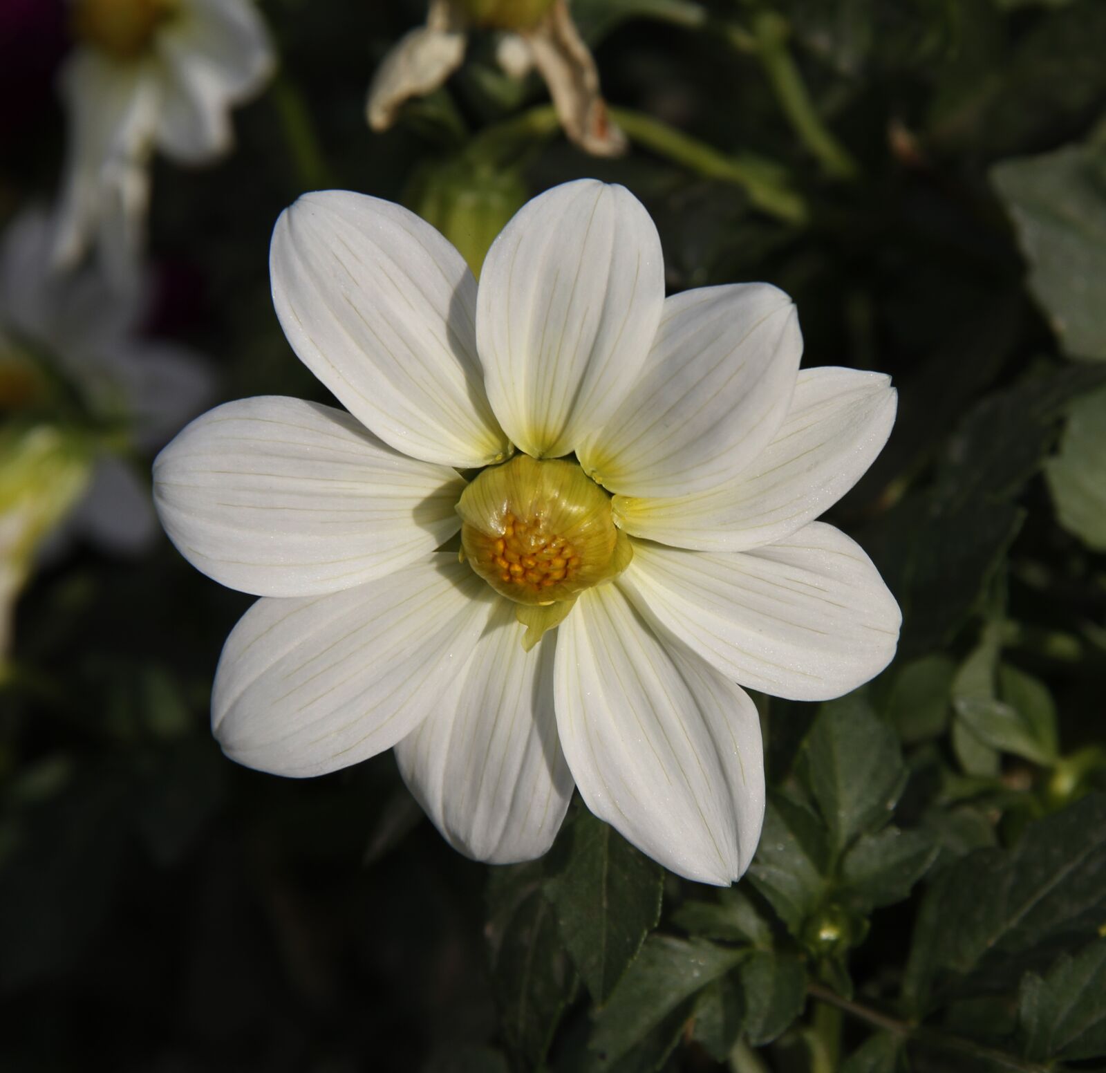 Canon EOS 7D sample photo. Flower, white, plant photography
