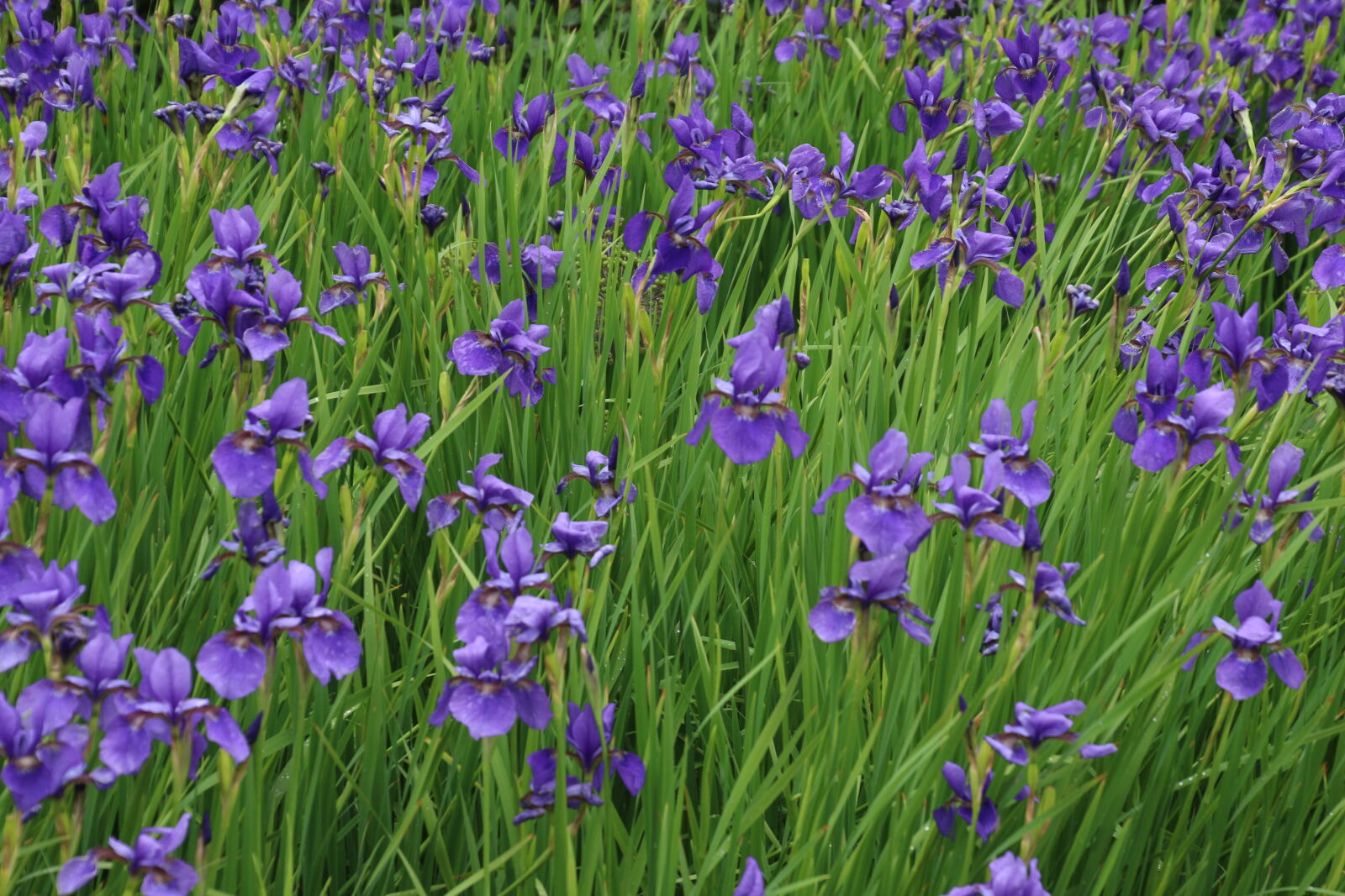 Canon EOS 7D Mark II sample photo. Country, flower, bed, garden photography