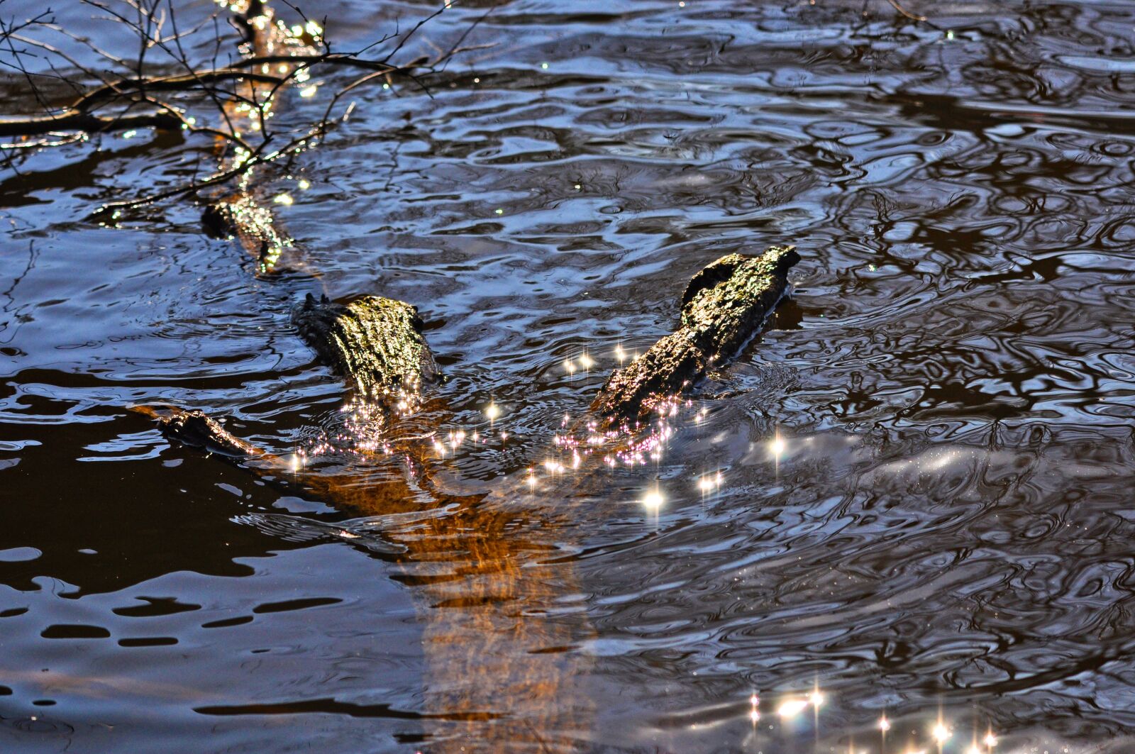 Nikon D90 sample photo. Water, sun glitter, glitter photography