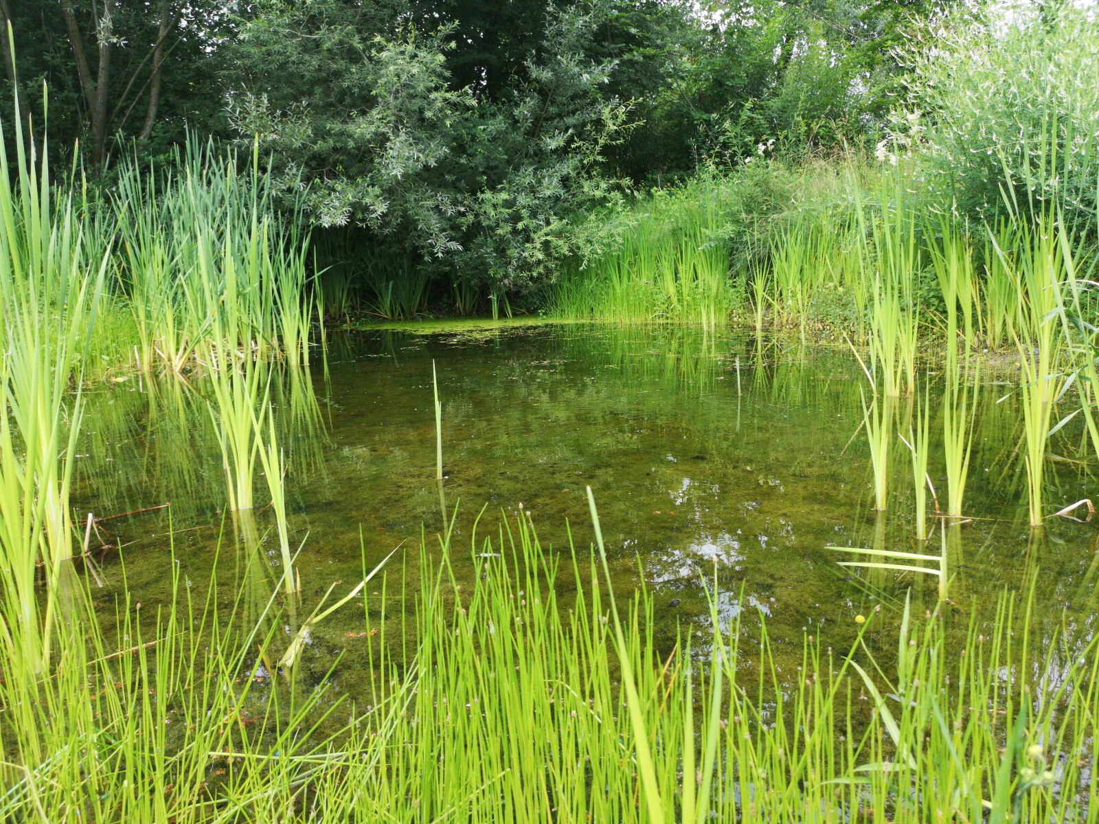 HUAWEI CLT-L29 sample photo. Pond, pools, waters photography