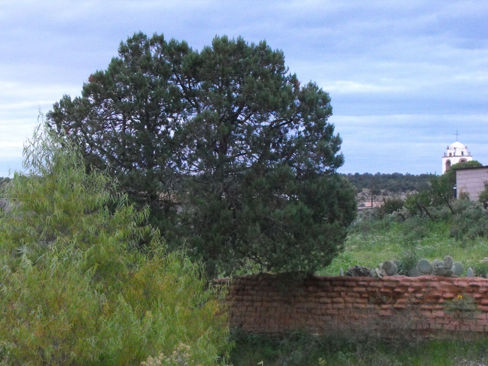 Fujifilm FinePix S1000fd sample photo. Countryside, tree, bachíniva photography