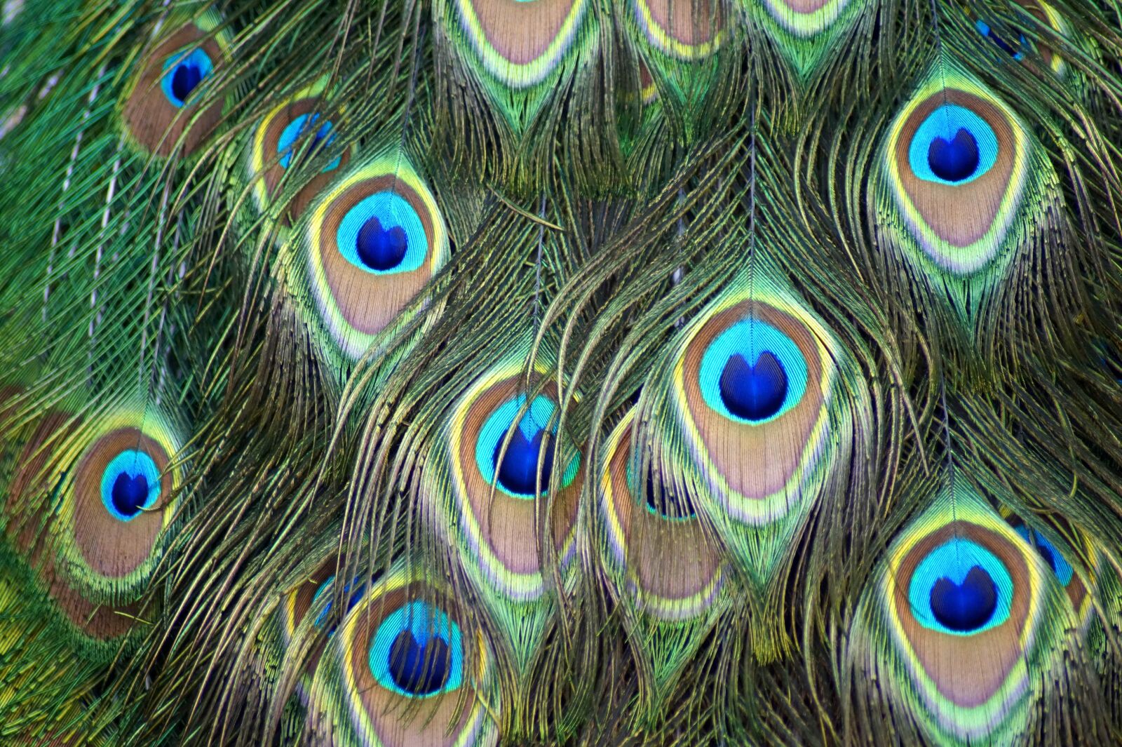 Sony SLT-A58 sample photo. Peacock feathers, peacock, bird photography