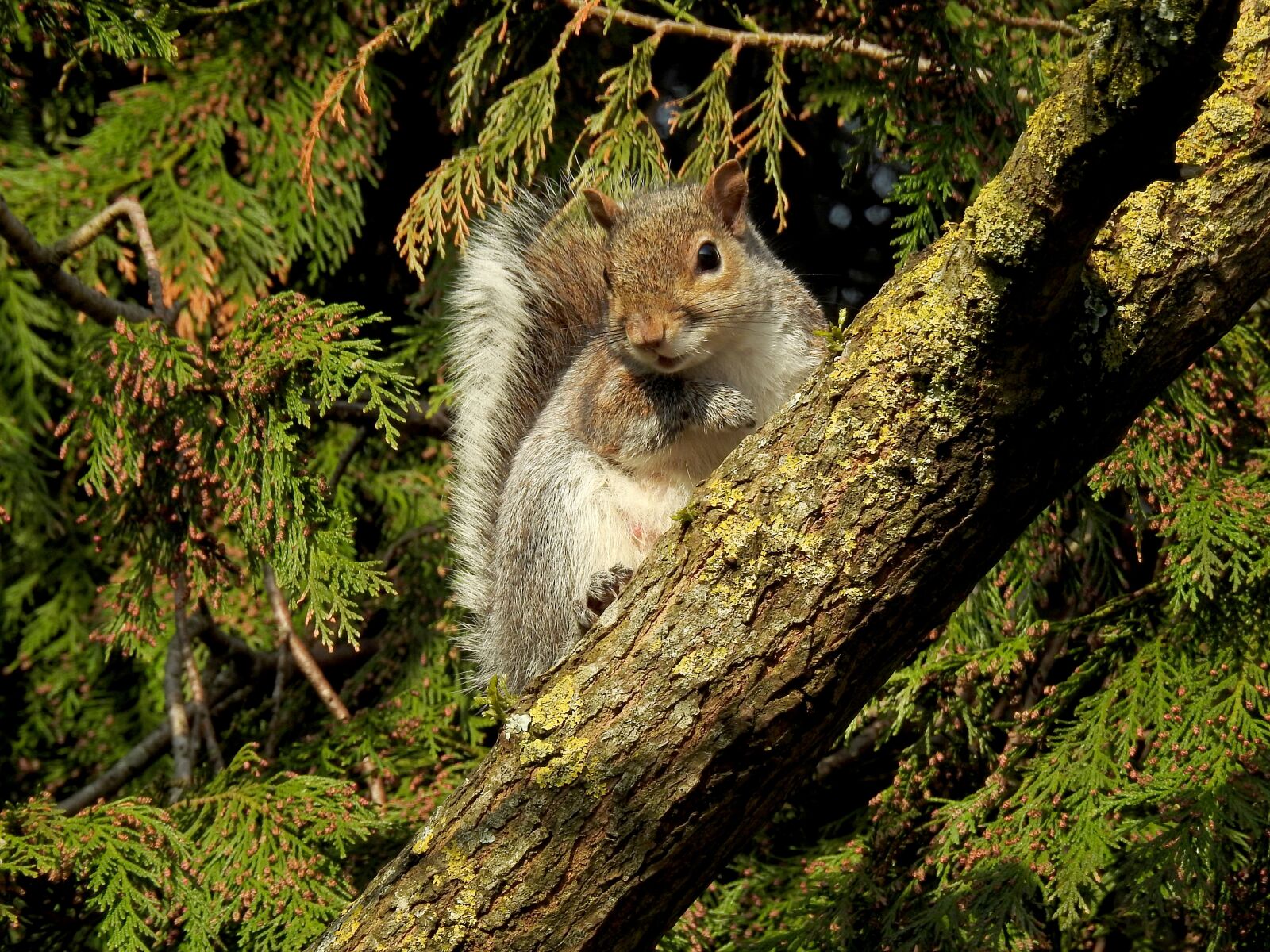 Nikon Coolpix P900 sample photo. Squirrel, cute, wildlife photography