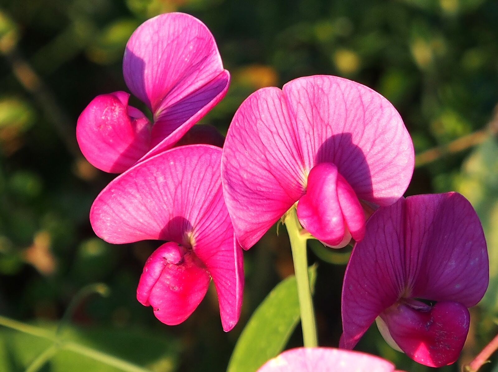 Olympus OM-D E-M5 sample photo. Vetches, pink, climber plant photography
