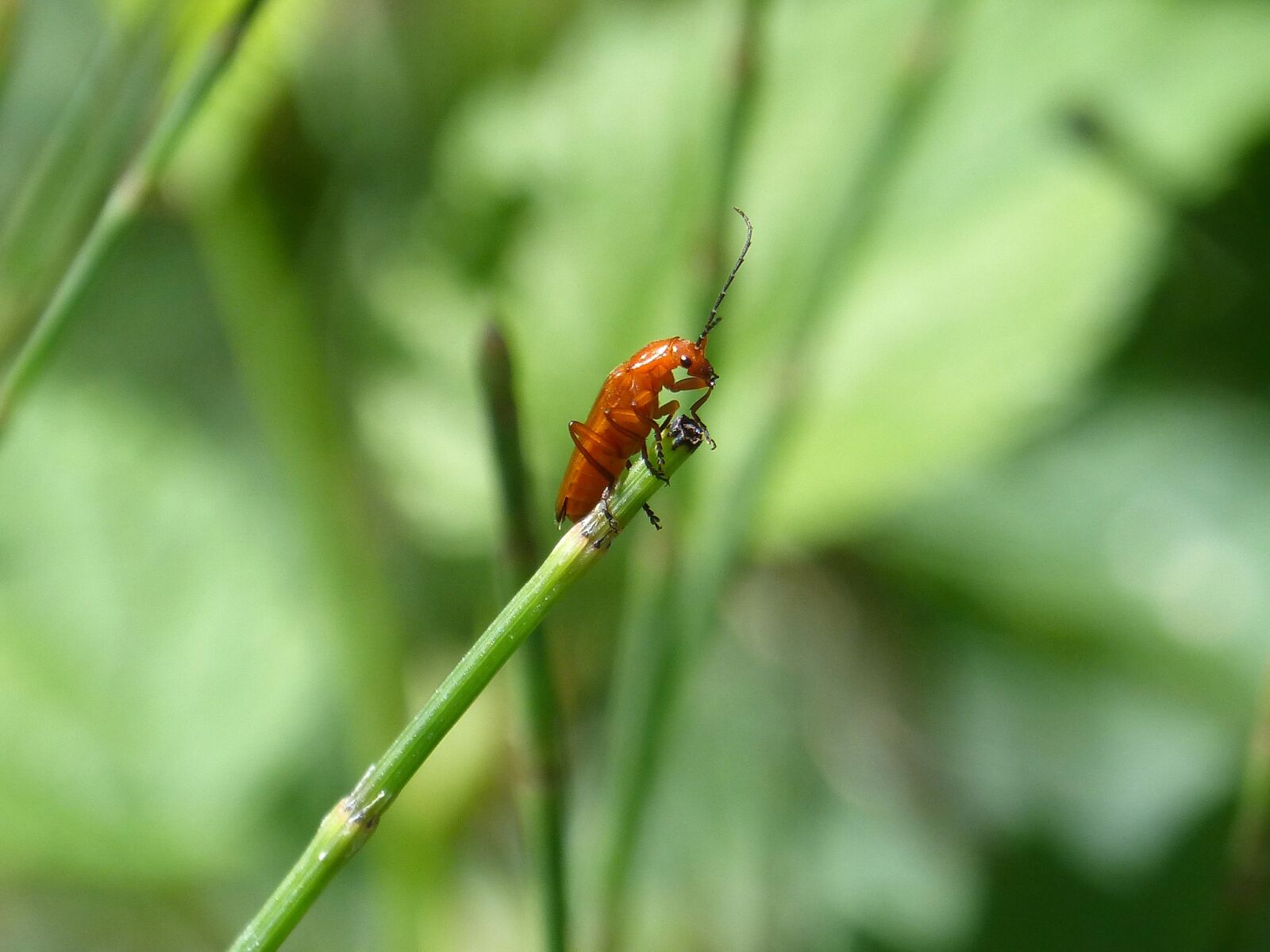 Panasonic DMC-FZ62 sample photo. Weevil, insect, tiny photography