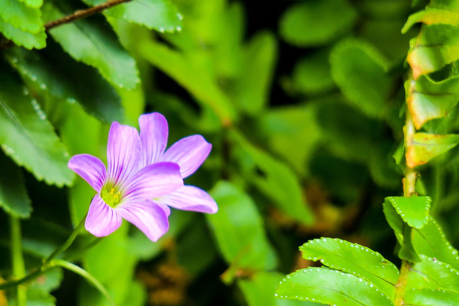Canon PowerShot G3 X sample photo. Shamrock, hong kong, clover photography