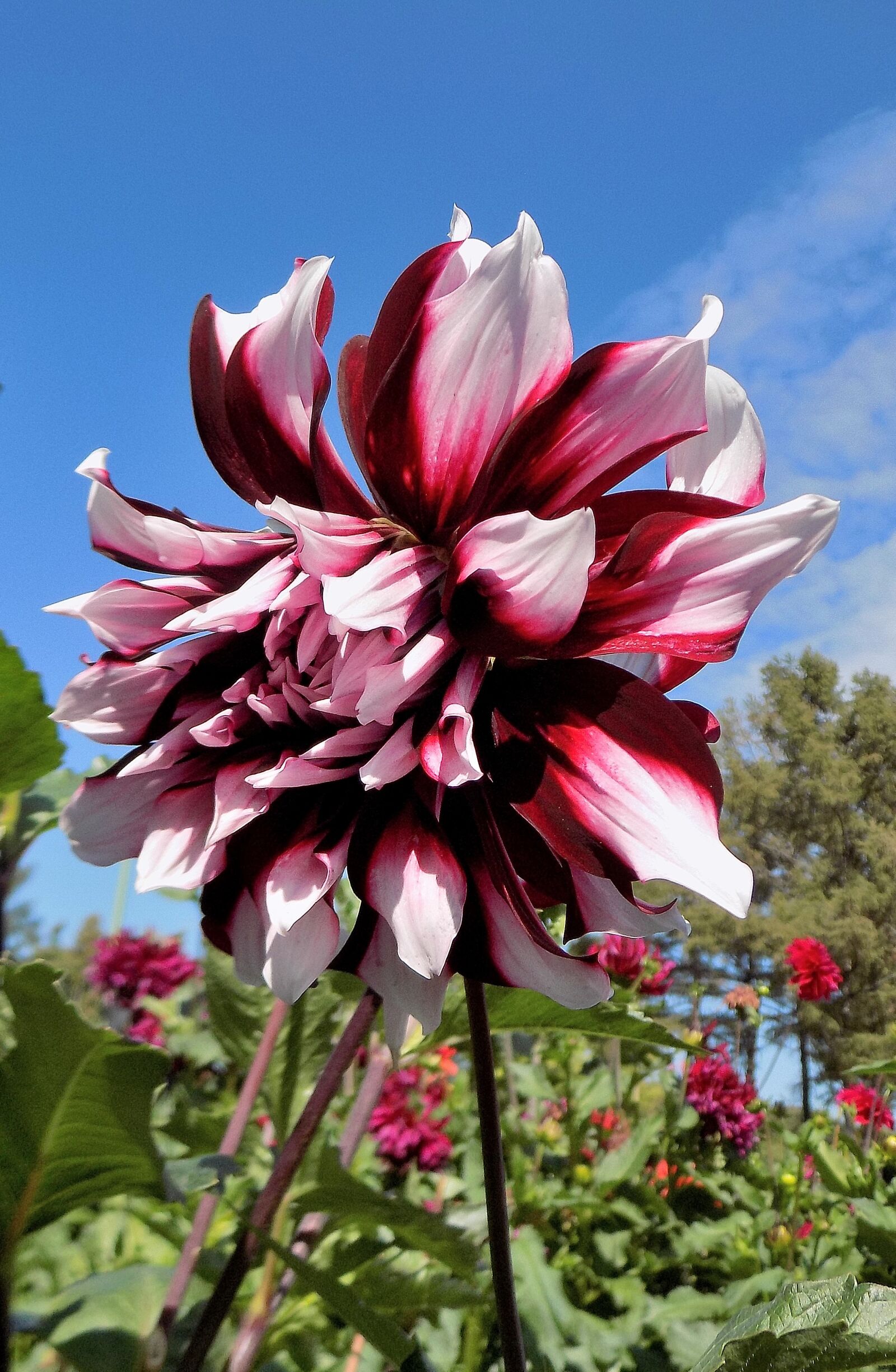 Nikon COOLPIX L330 sample photo. Dahlia, flower, nature photography