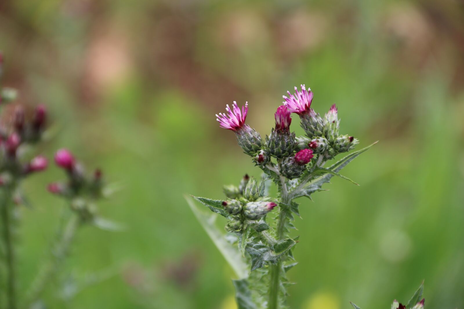Canon EF-S 18-135mm F3.5-5.6 IS sample photo. Pink, purple, flower photography
