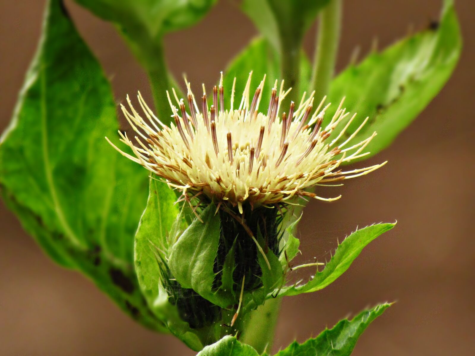 Canon PowerShot SX30 IS sample photo. Plant, flower, nature photography