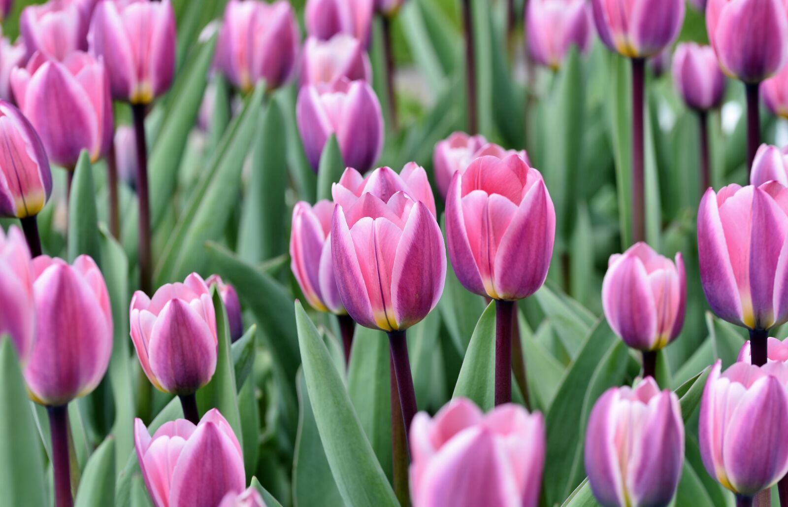 Nikon D7200 sample photo. Tulip, tulpenbluete, tulip field photography