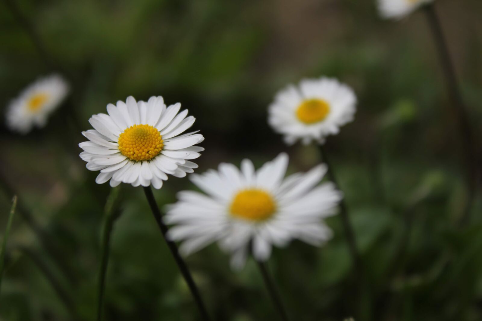 Canon EF-S 18-55mm F3.5-5.6 IS sample photo. White flower, daisies, close-up photography