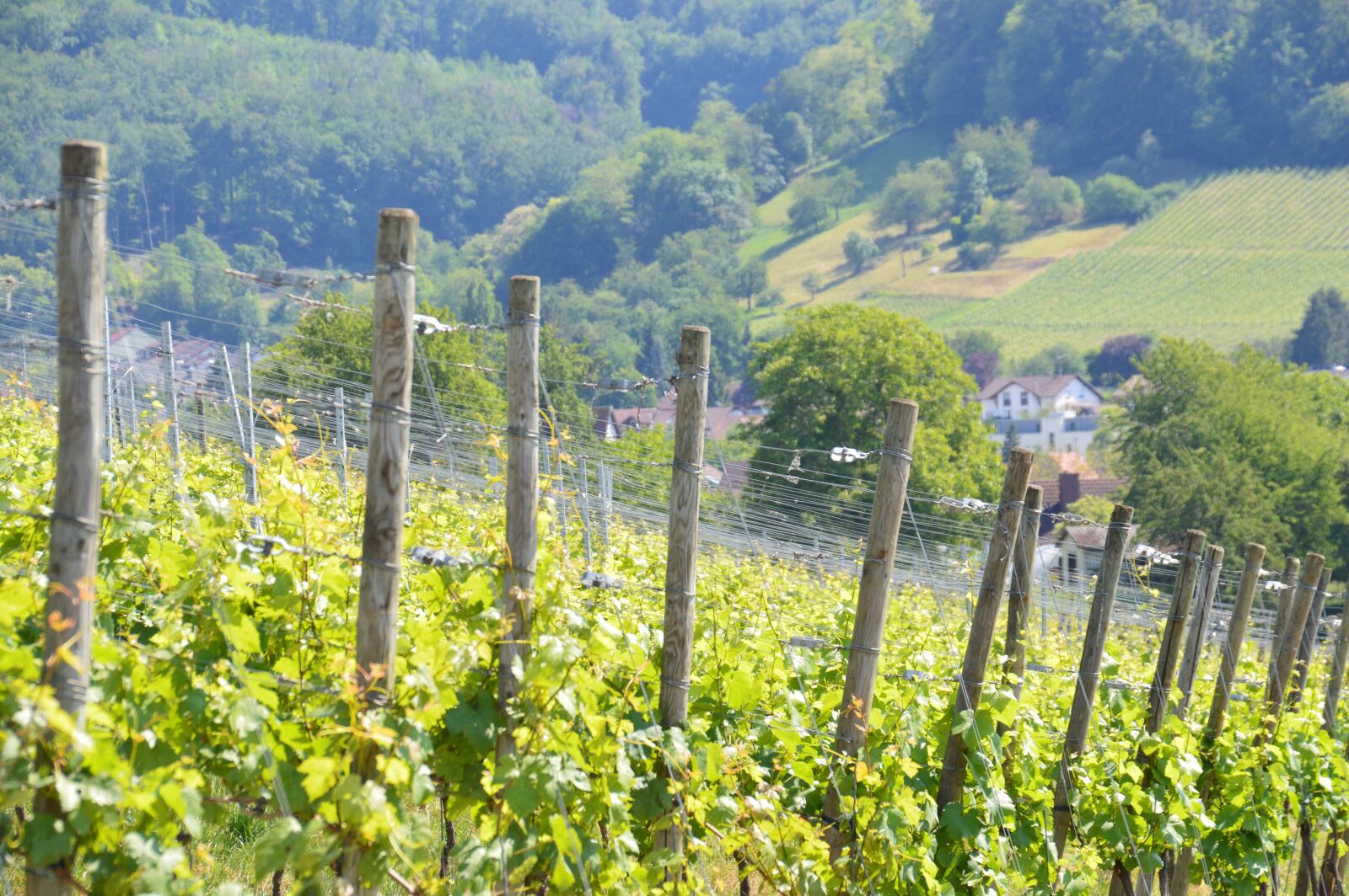Nikon D3200 sample photo. Vine, fruit, plant photography