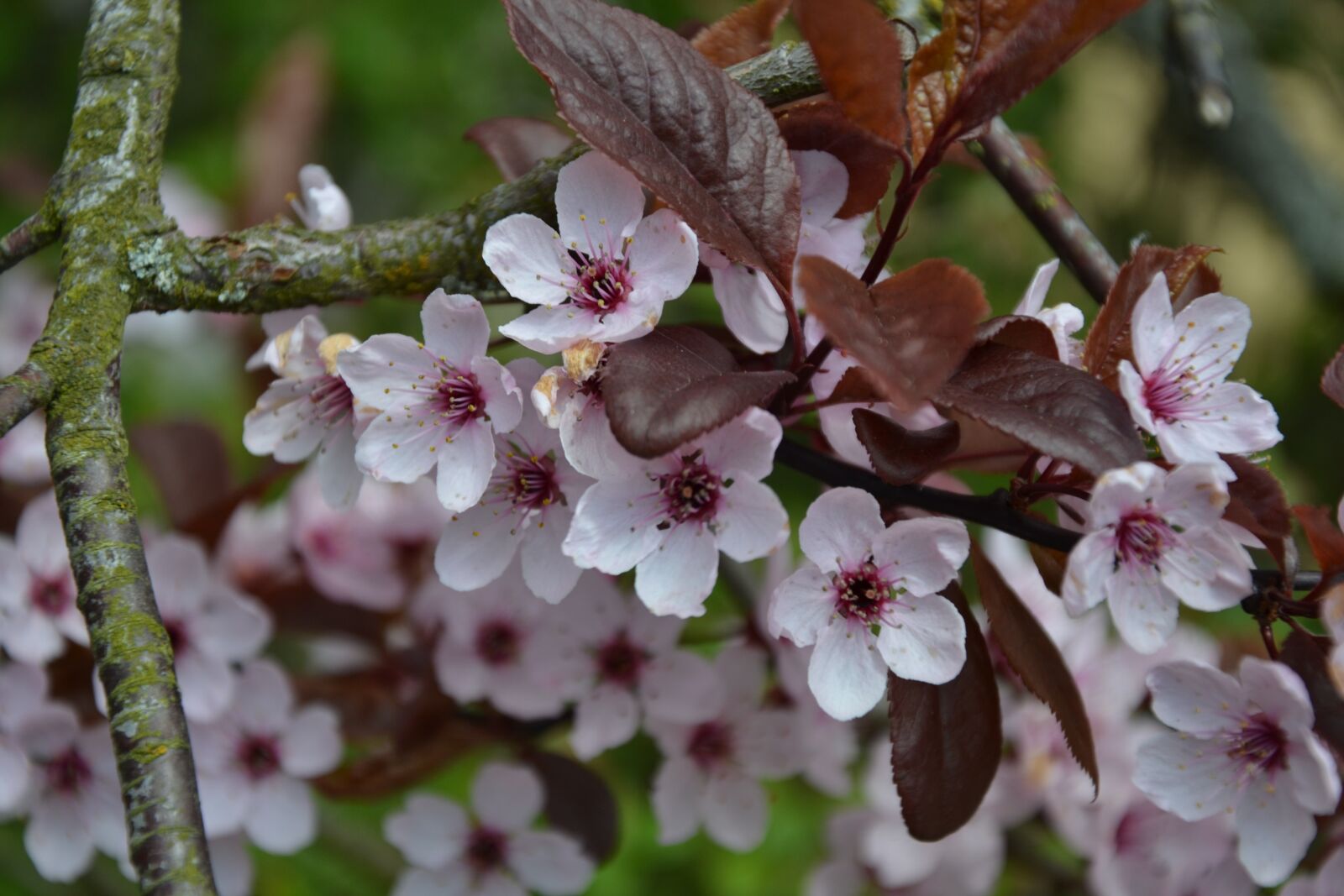 Nikon D3100 sample photo. Tree, flower, nature photography