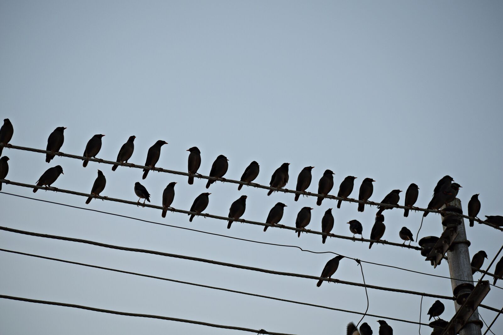 Nikon D3300 sample photo. Birds, sitting, nature photography