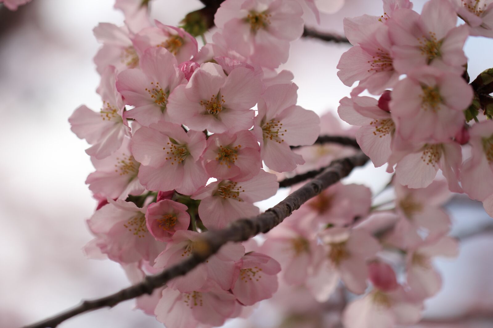 Canon EF 100mm F2.8L Macro IS USM sample photo. Flower, blossom, cherry photography