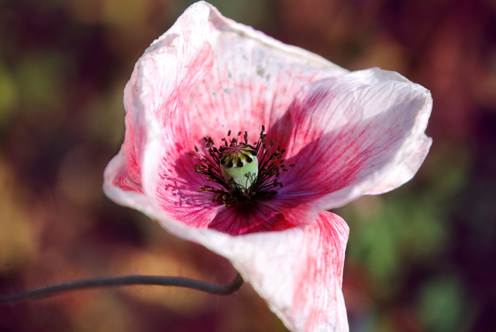 Nikon D80 sample photo. Poppy, blossom, bloom photography