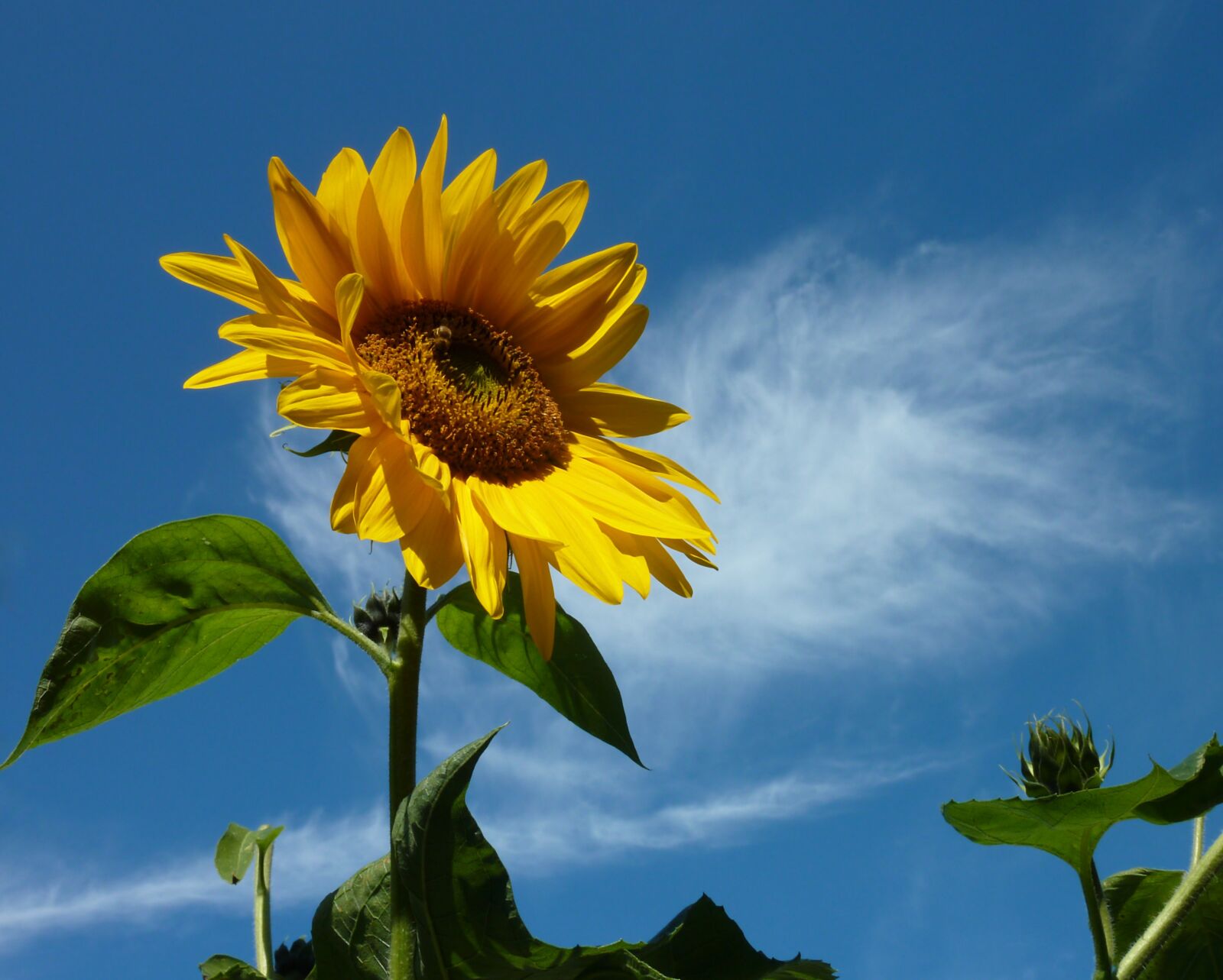 Panasonic DMC-TZ7 sample photo. Sunflower, summer, yellow photography