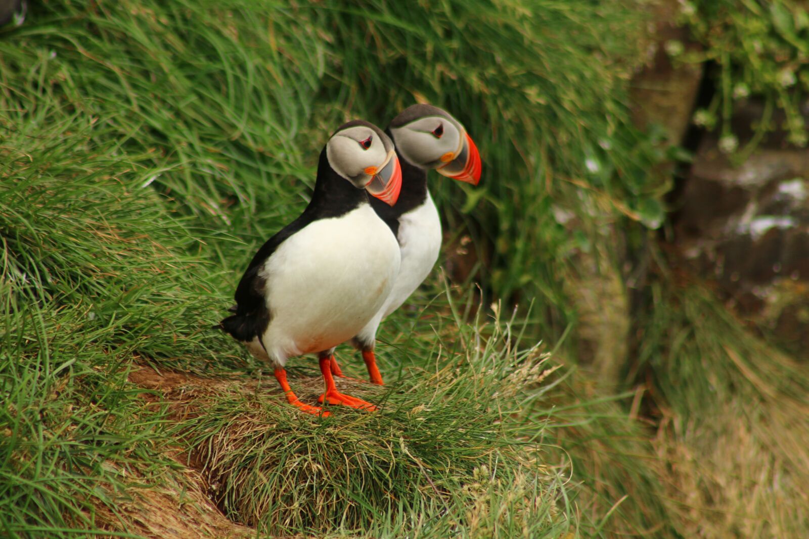 Canon EF75-300mm f/4-5.6 sample photo. Puffin, bird, cliff photography